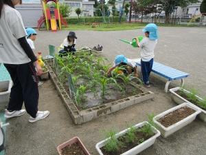 水やり・草むしり
