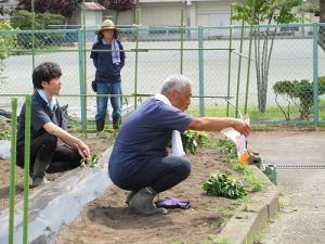 サツマイモの苗植え1