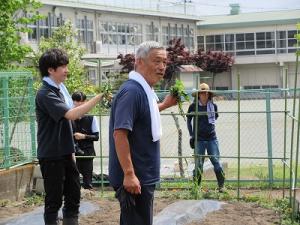 サツマイモの苗植え2