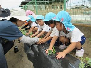 サツマイモの苗植え3