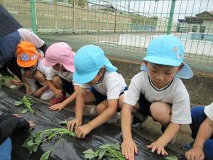 サツマイモの苗植え4
