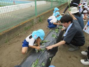 サツマイモの苗植え6