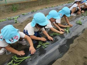 サツマイモの苗植え7