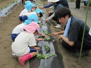 サツマイモの苗植え9