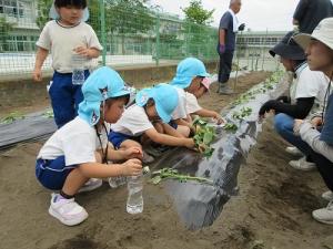 サツマイモの苗植え10