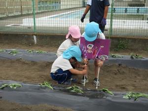 サツマイモの苗植え11