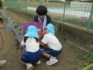 サツマイモの苗植え12