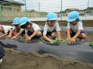 サツマイモの苗植え8