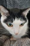 黒猫全体写真