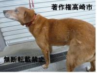 茶色雑種犬左側写真