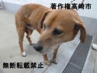 茶色雑種犬正面写真