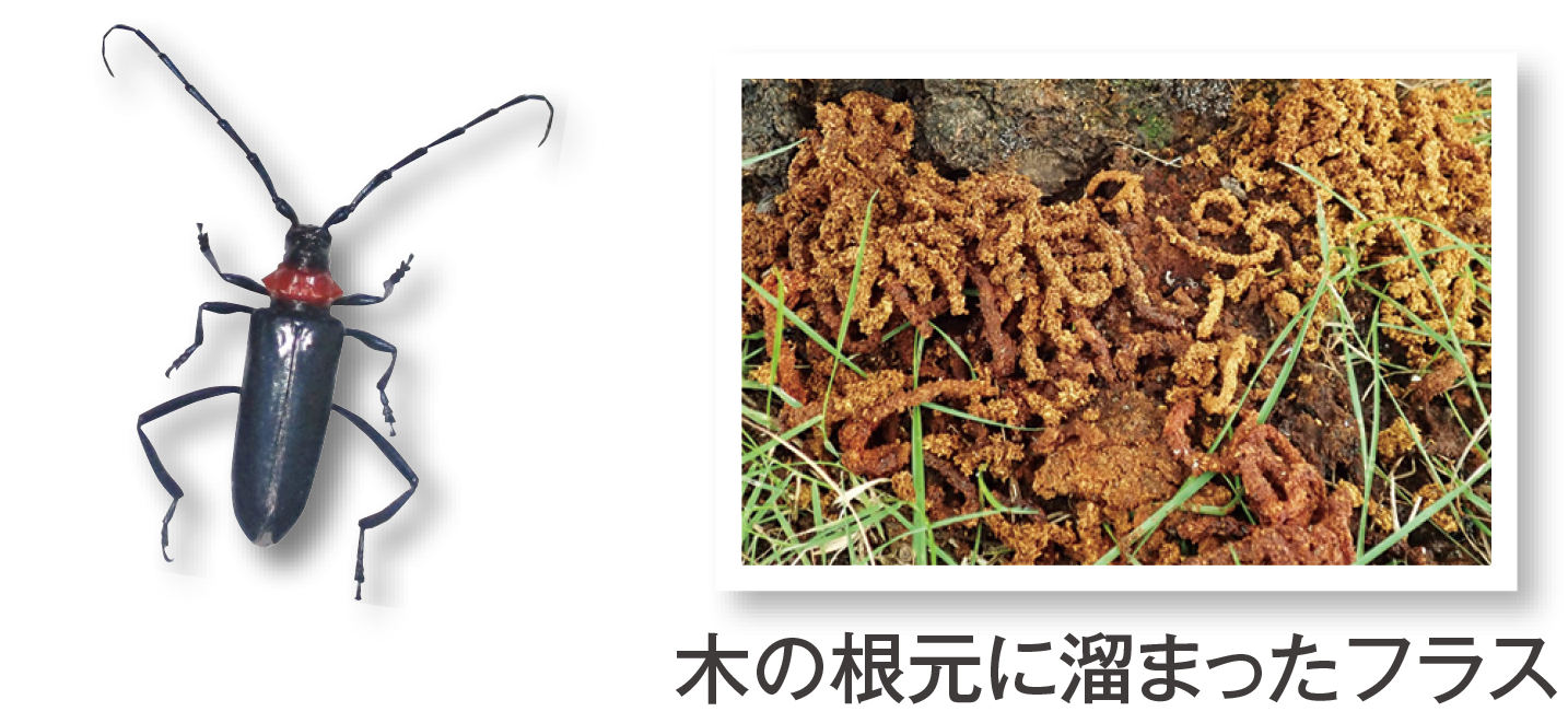 クビアカツヤカミキリとフラスの画像