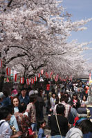 新町桜祭り　a2986の画像