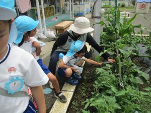 園庭のきゅうりの収穫