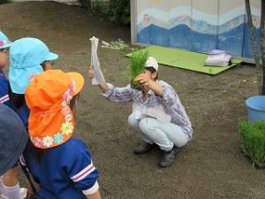 田植え4