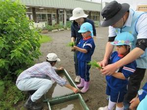 田植え5