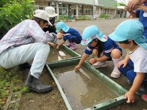 田植え6