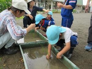 田植え7