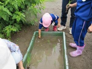 田植え8