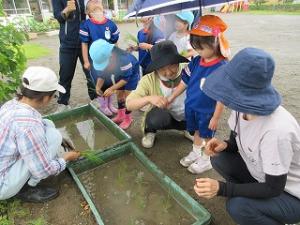 田植え9