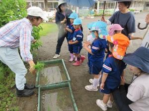 田植え10