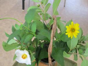 園長室の花②