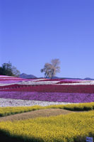 みさと芝桜公園1　b0013の画像