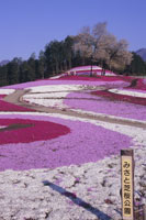 みさと芝桜公園2　b0014の画像