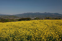 鼻高展望花の丘　春（菜の花）　a3577の画像