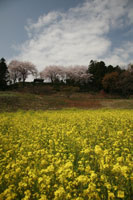 箕輪城跡（菜の花）　a3342の画像