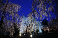 慈眼寺2　a2715の画像