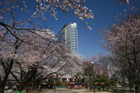 高崎公園桜　a2752の画像