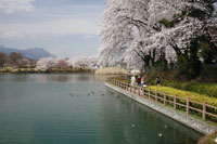 三ツ寺公園桜　a2869の画像