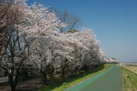 高崎烏川　土手桜1　a2393の画像