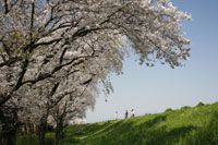 高崎烏川　土手桜2　a3030の画像