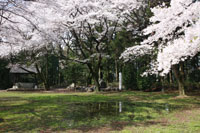 箕輪城跡　桜1　a3309の画像