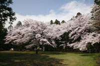 箕輪城跡　桜2　a3313の画像