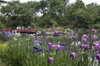 御布呂ヶ池の花菖蒲1　a5816の画像