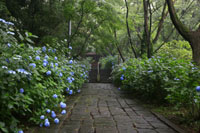 清水寺　あじさい1　a6272の画像