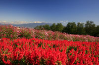 鼻高展望花の丘　秋（コスモスとサルビア）　a0108の画像