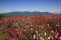 鼻高展望花の丘　秋（コスモス）　a0109の画像