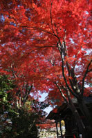 少林山達磨寺　a0151の画像