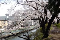 お堀の桜の画像