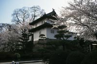 高崎城址と桜