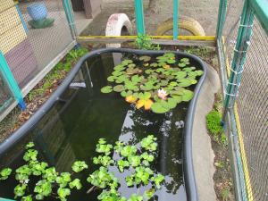 蓮の花②