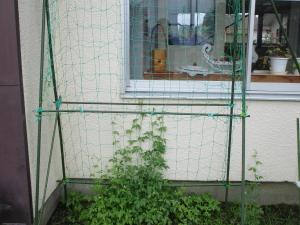風船んかづら