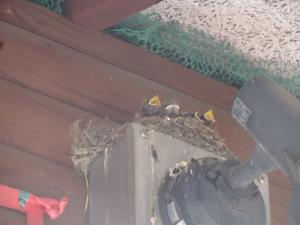 swallow1