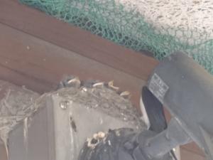 swallow2