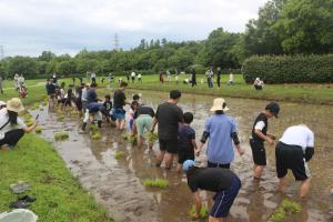 田植えの画像1