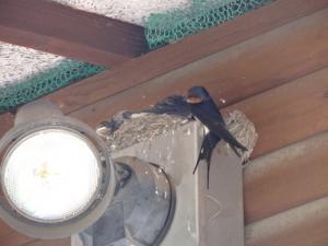 swallow1